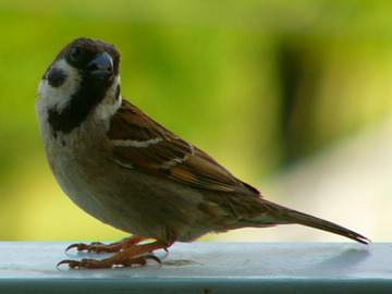 P1030764