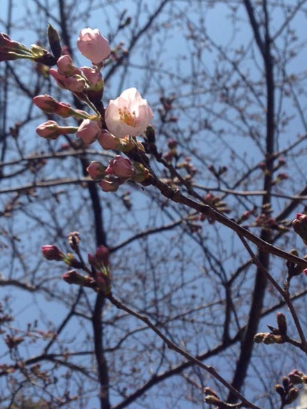 桜01