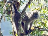 タンザニアの新属サル“Kipunji”