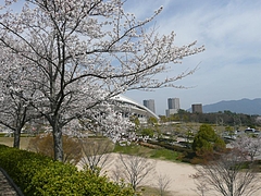 桜2
