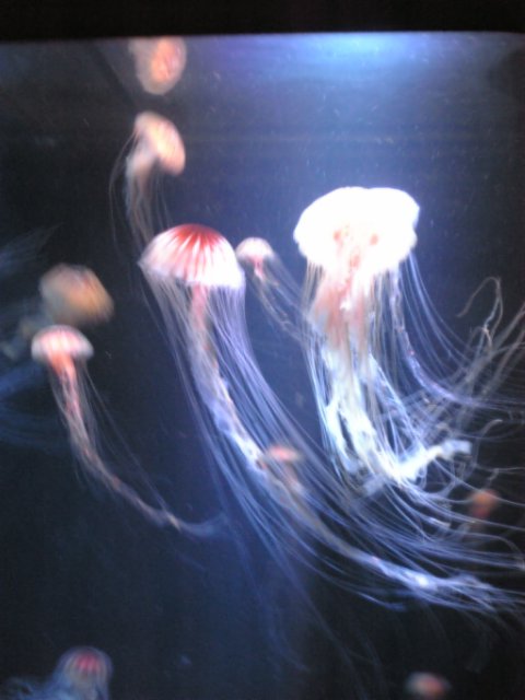 c0913a5c.jpg