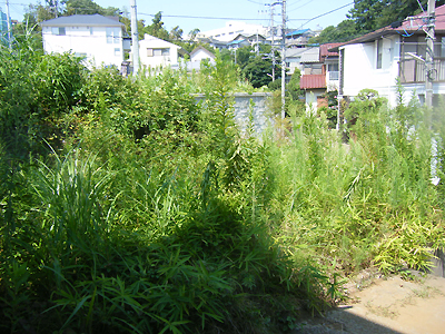 草刈前