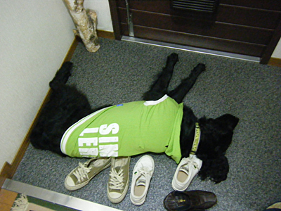 玄関で寝ますぅ