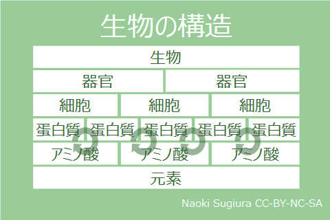 生物の構造とオートファジー<br />