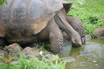 水を飲むカメ
