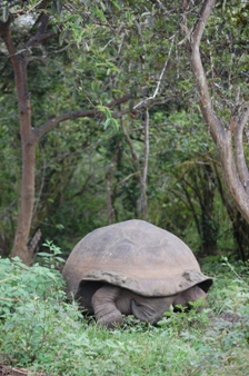 森へ帰るカメ