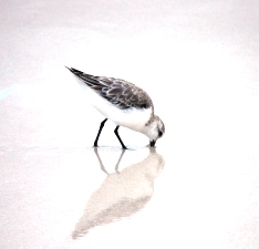 くちばしをつっこむ鳥
