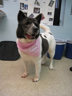 akita