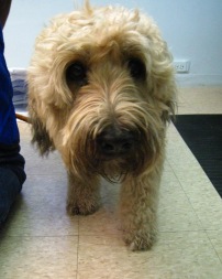Wheaten terrier