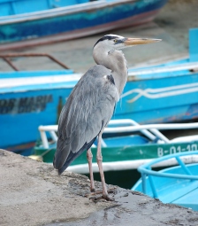 blue heron