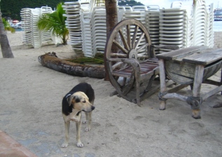 犬1