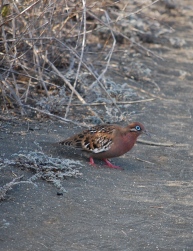 鳩