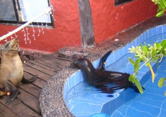 アシカ