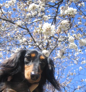 桜とまんじゃ