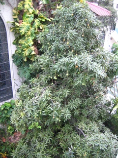 mango