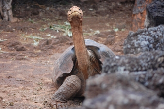 カメの首