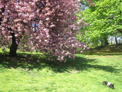 八重桜