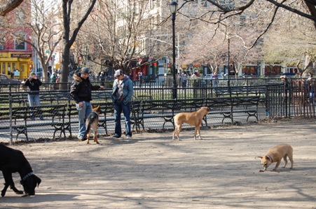 dog run