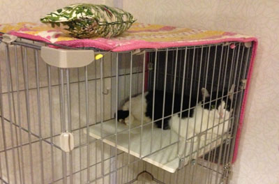 続のくつろぎ