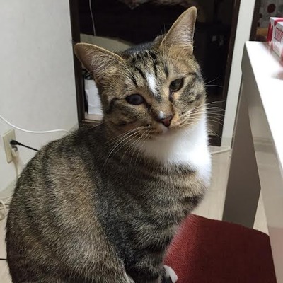 ていらー