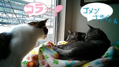 ファラと隊長