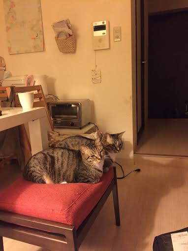 ていたい4
