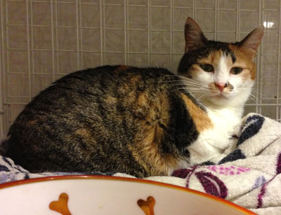 おとなしいきなこ