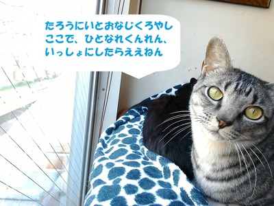 ファラでかい5-5