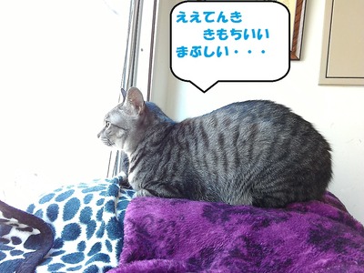 ファラでかい1-1