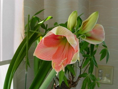 DSCN5671