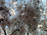 桜2012