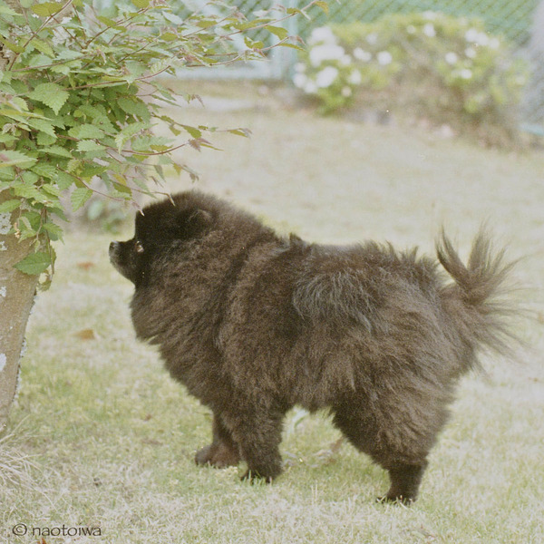 dog