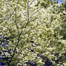 new green