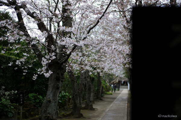 極楽寺