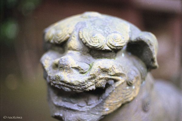 lion