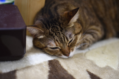 ̲�롪�ؤ��Ρ�����