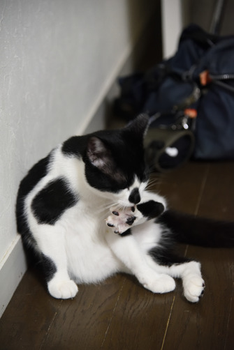 �ΤߤΤ������ӤŤ�������