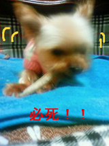 BlogPaint