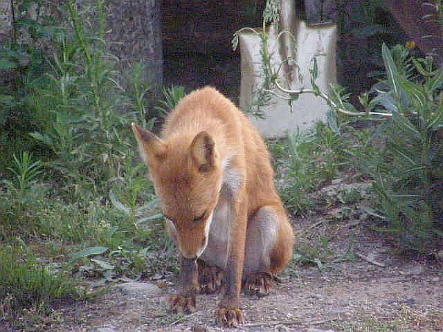 巨乳OLを会社のトイレでレイプ三昧する