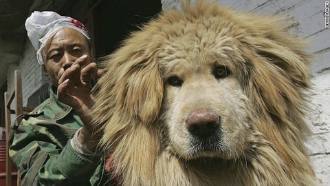 hongkong-pup-smuggle5