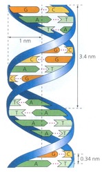CamDNA