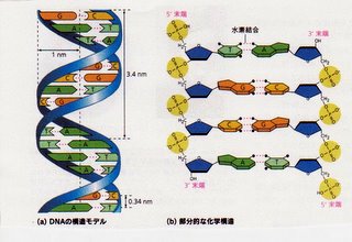 dnaが遺伝をになう 地球セミナ16 2 いつでもloupe
