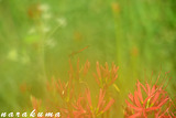 細川3のコピー