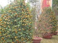 DSCN7429