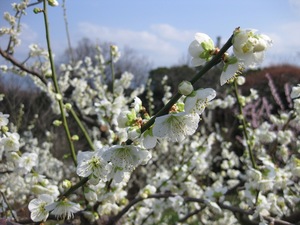 IMG_3466