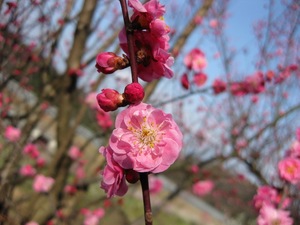 IMG_3490