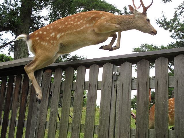 野生の鹿の跳躍力  