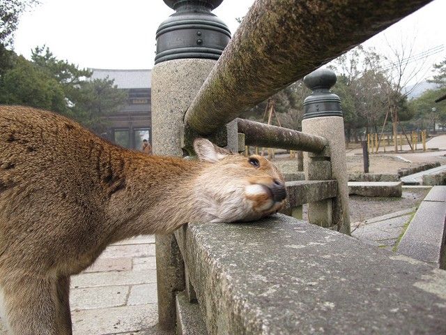 鹿2