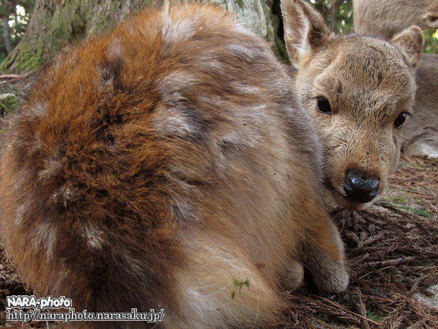 子鹿（バンビ）物語2010 vol.21 真冬の子鹿ちゃん(6) ～ 秋生まれの