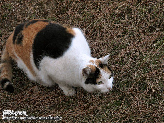 猫スナップ Vol 3 奈良公園界隈の猫たち しかふぇち Nara Photo Blog